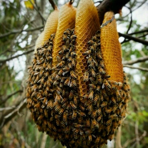 عسل تغذیه